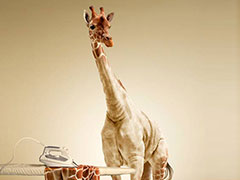 Раздеваем жирафа в Photoshop