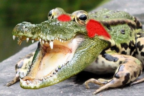 Комбинирование изображений с лягушкой и крокодилом