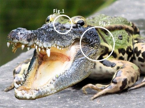 Комбинирование изображений с лягушкой и крокодилом